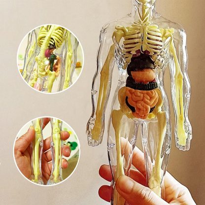 Corpul uman - un corp pentru învățarea anatomiei
