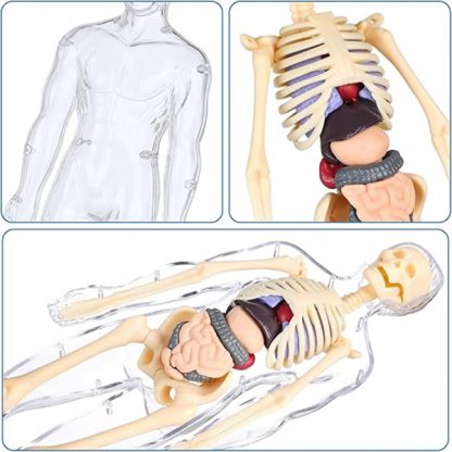 Corpul uman - un corp pentru învățarea anatomiei