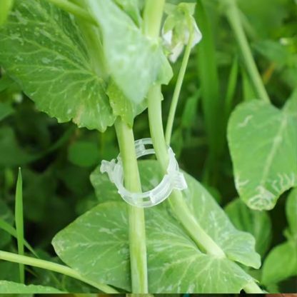 60x Suport pentru plante - GreenGrow